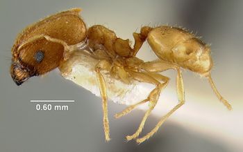Media type: image; Entomology 20712